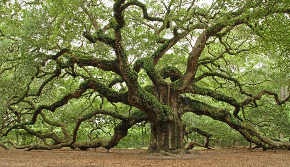 Angel Oak tree--St. Johns Island -(17 miles from 'Easy as 123')