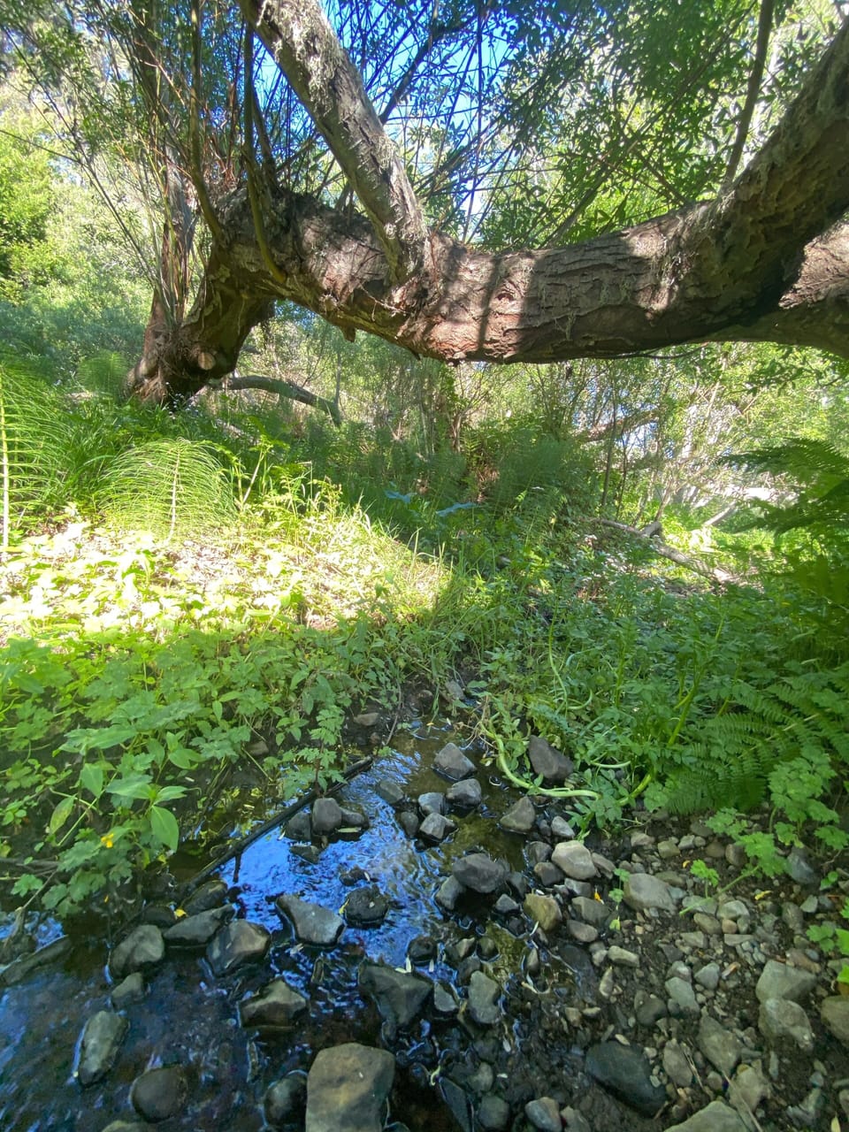 Creek and willow forest.