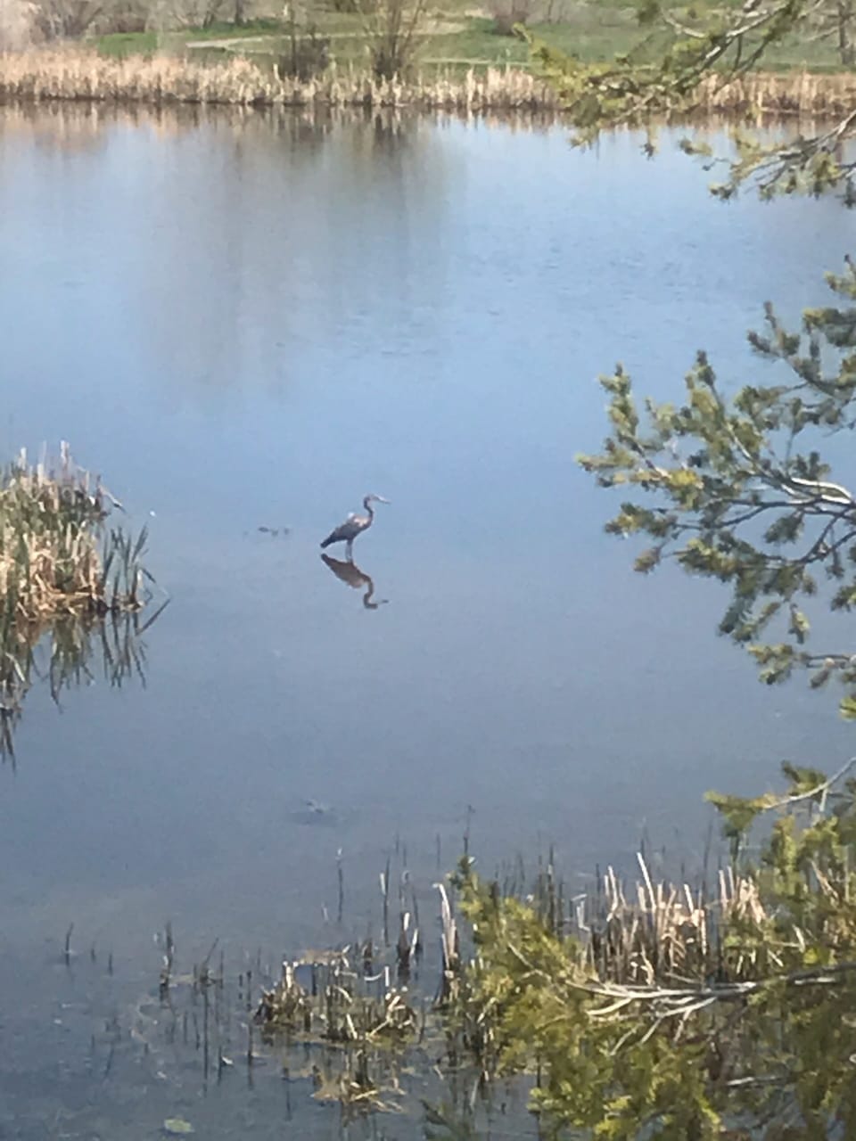 Lots of wildlife at Breck!