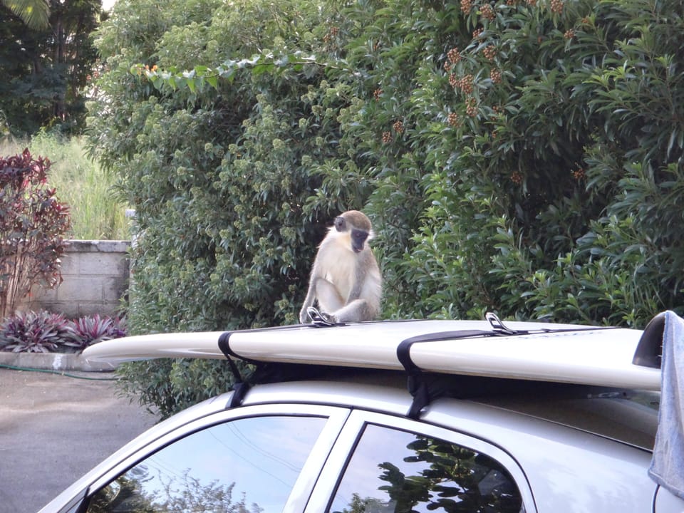 Curious monkey at Springcourt
