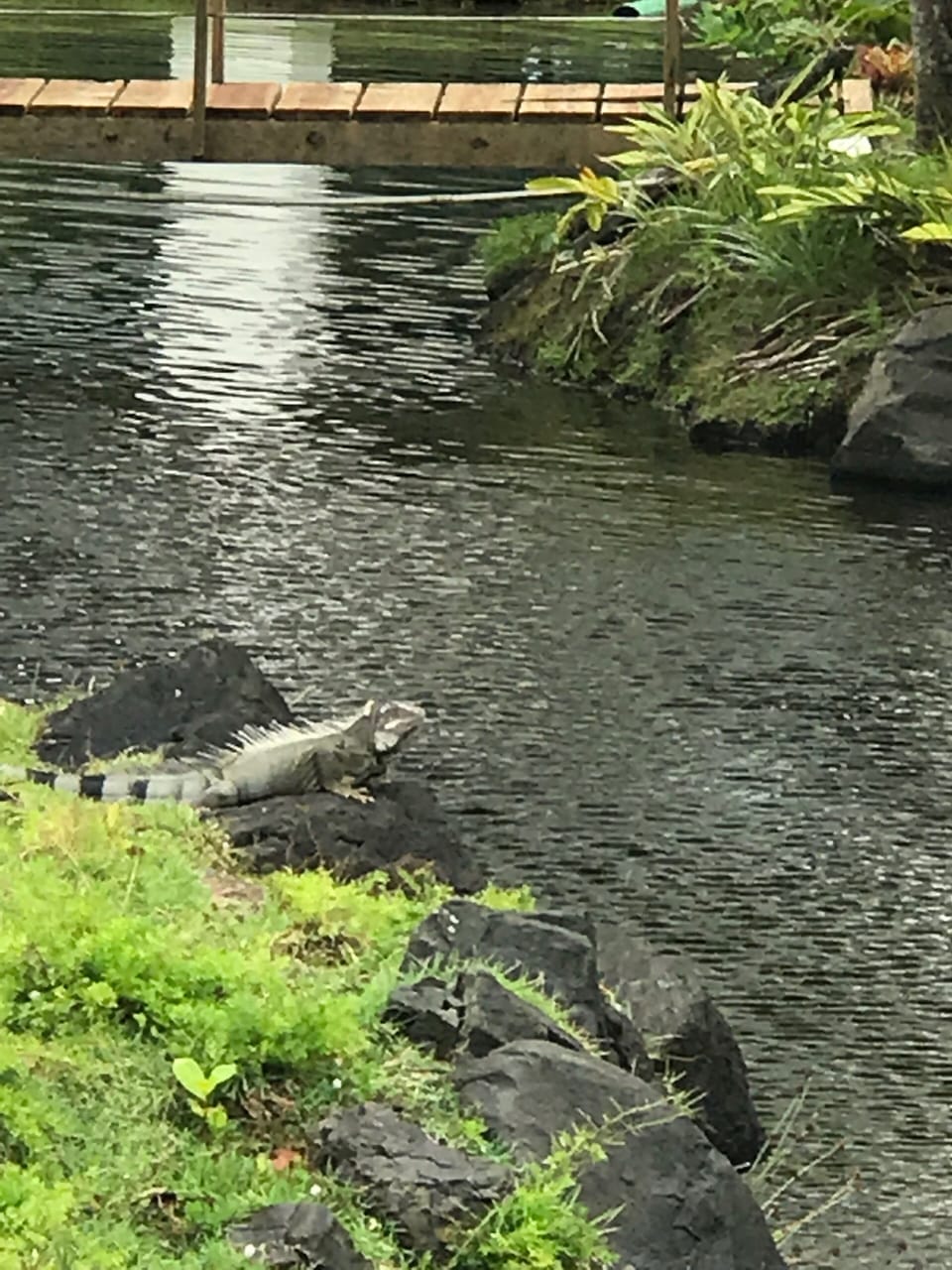 Feed the iguanas over by the main hotel
