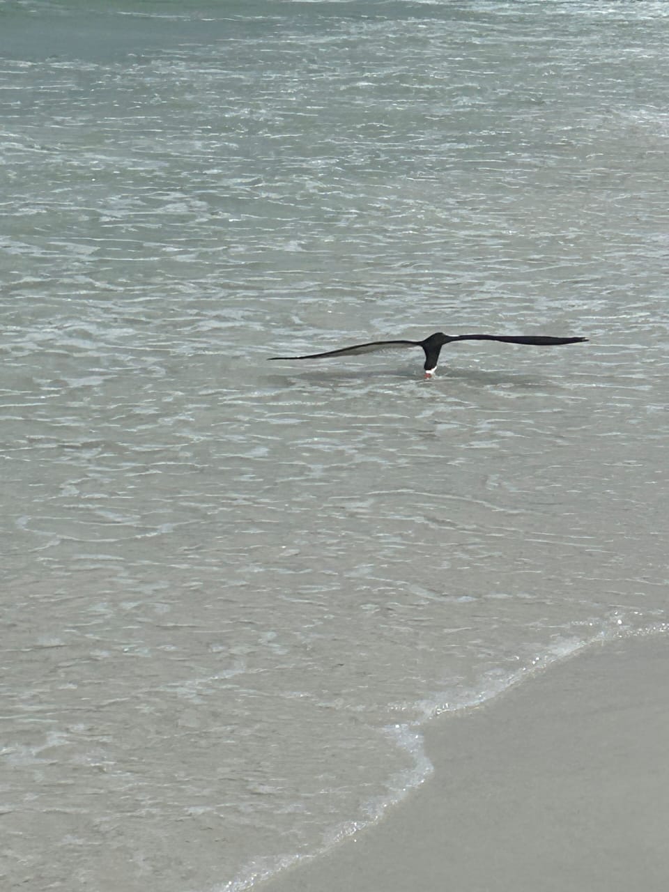 Black Skimmer
