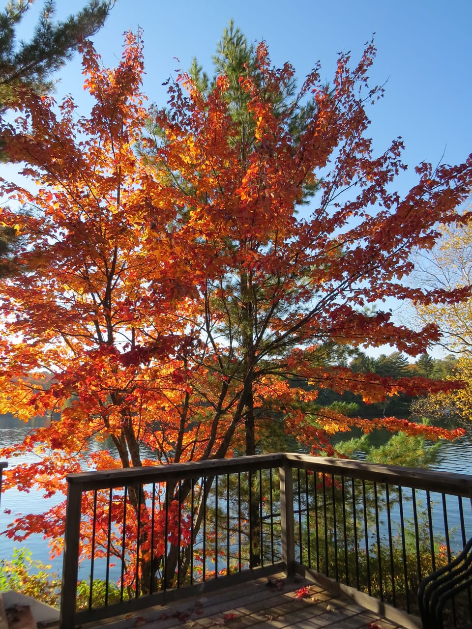 Maple splendour off the front deck.