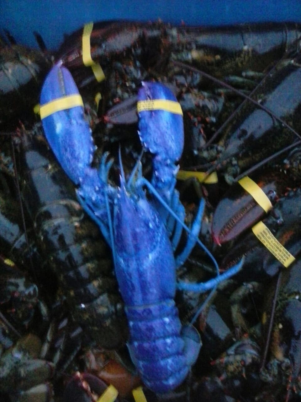 We caught this lobster a few years ago. 