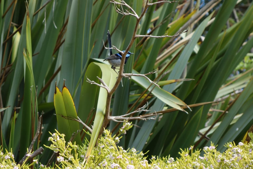 Families of Blue Wrens call the garden around the Studio home