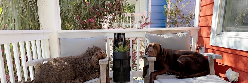 Rudy & Rico love Kure beach and hope you will too ~