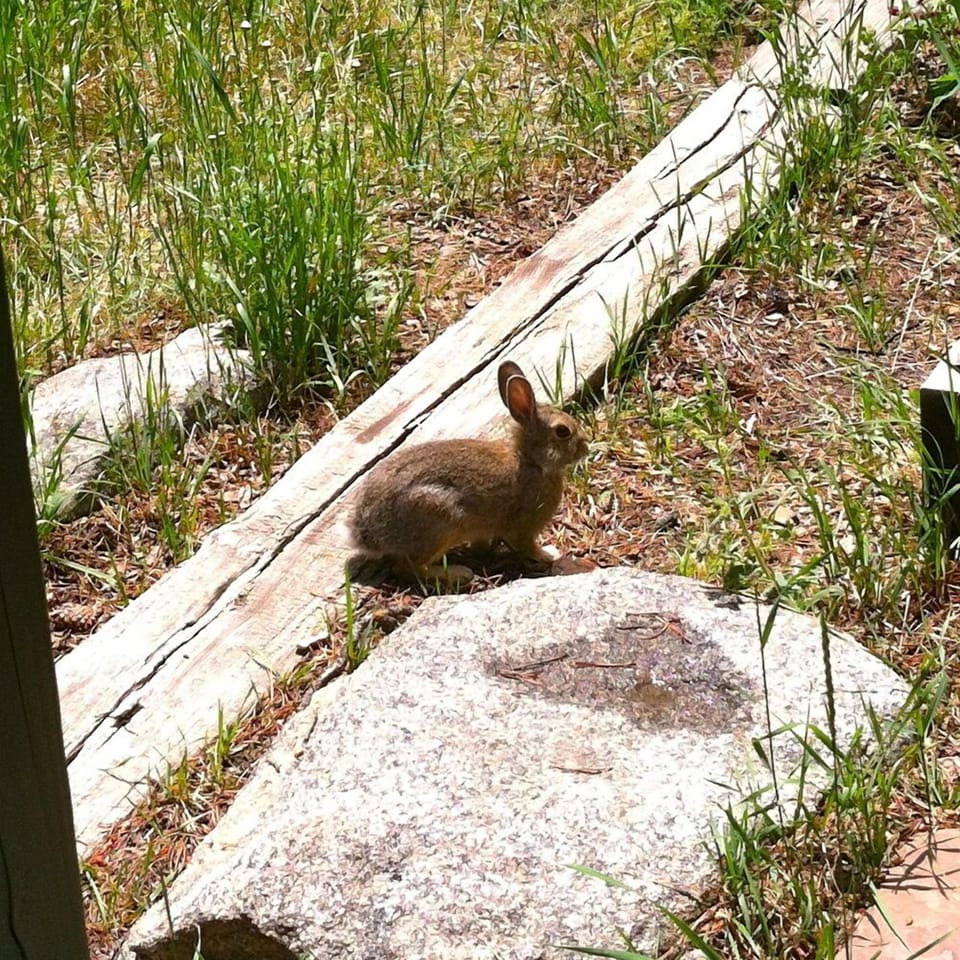 Some local wildlife.