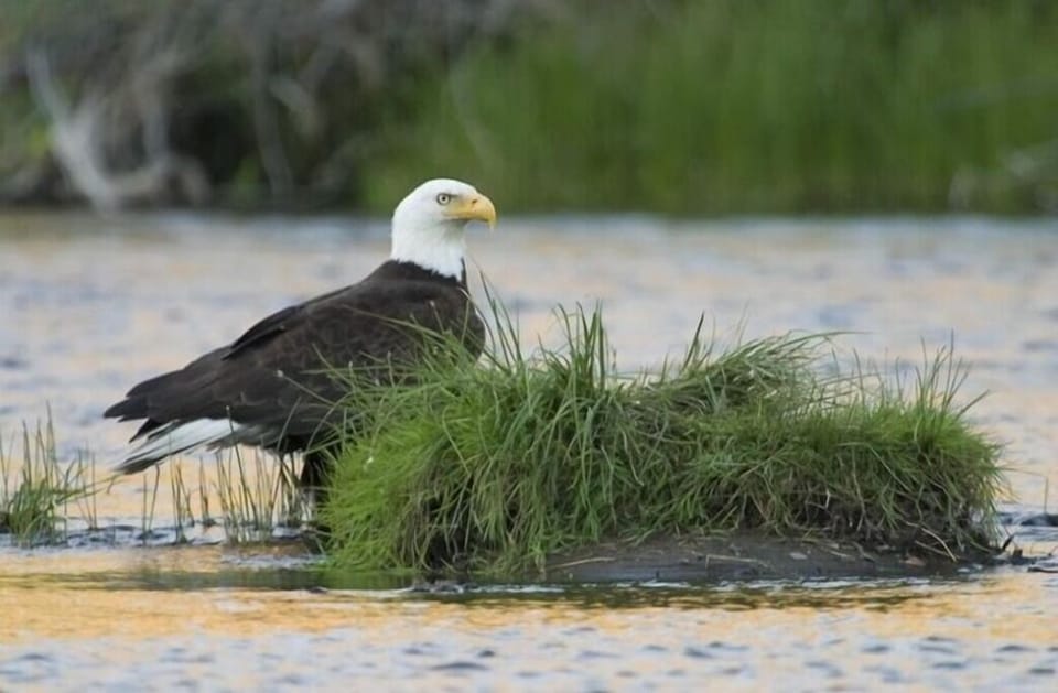 Bald Eagle on the Williamson