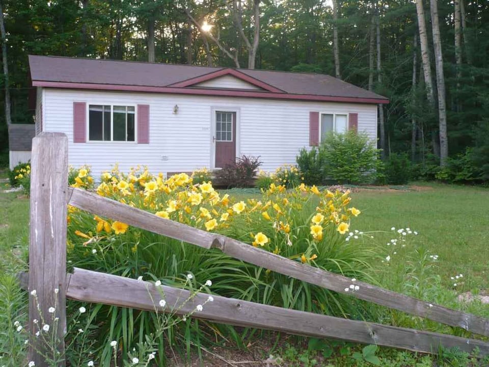 The lilies pop out every summer in time for the Fourth of July