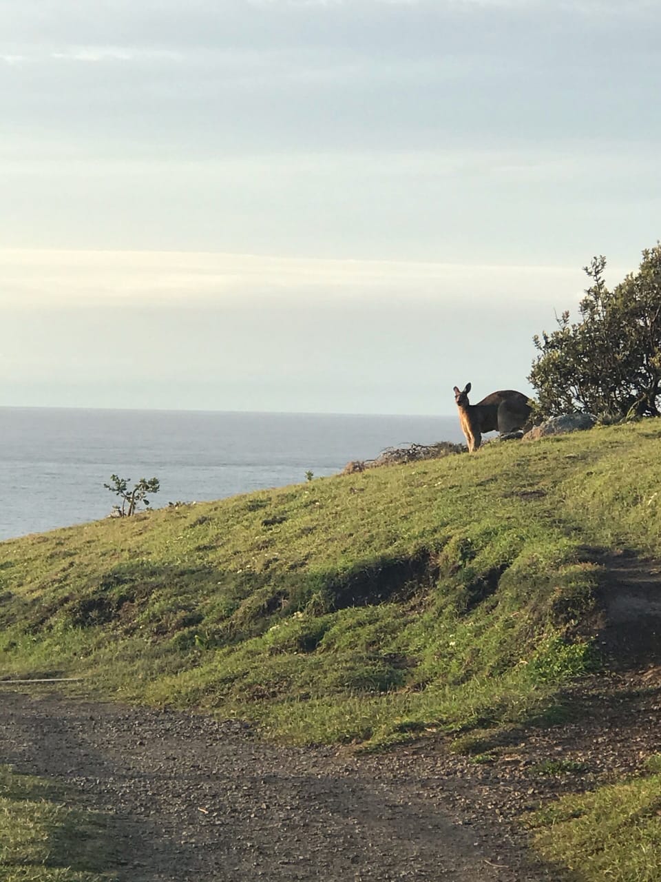 Some of the locals 