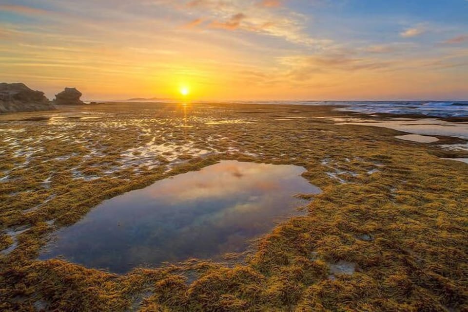 Explore the reef at the heads at low tide