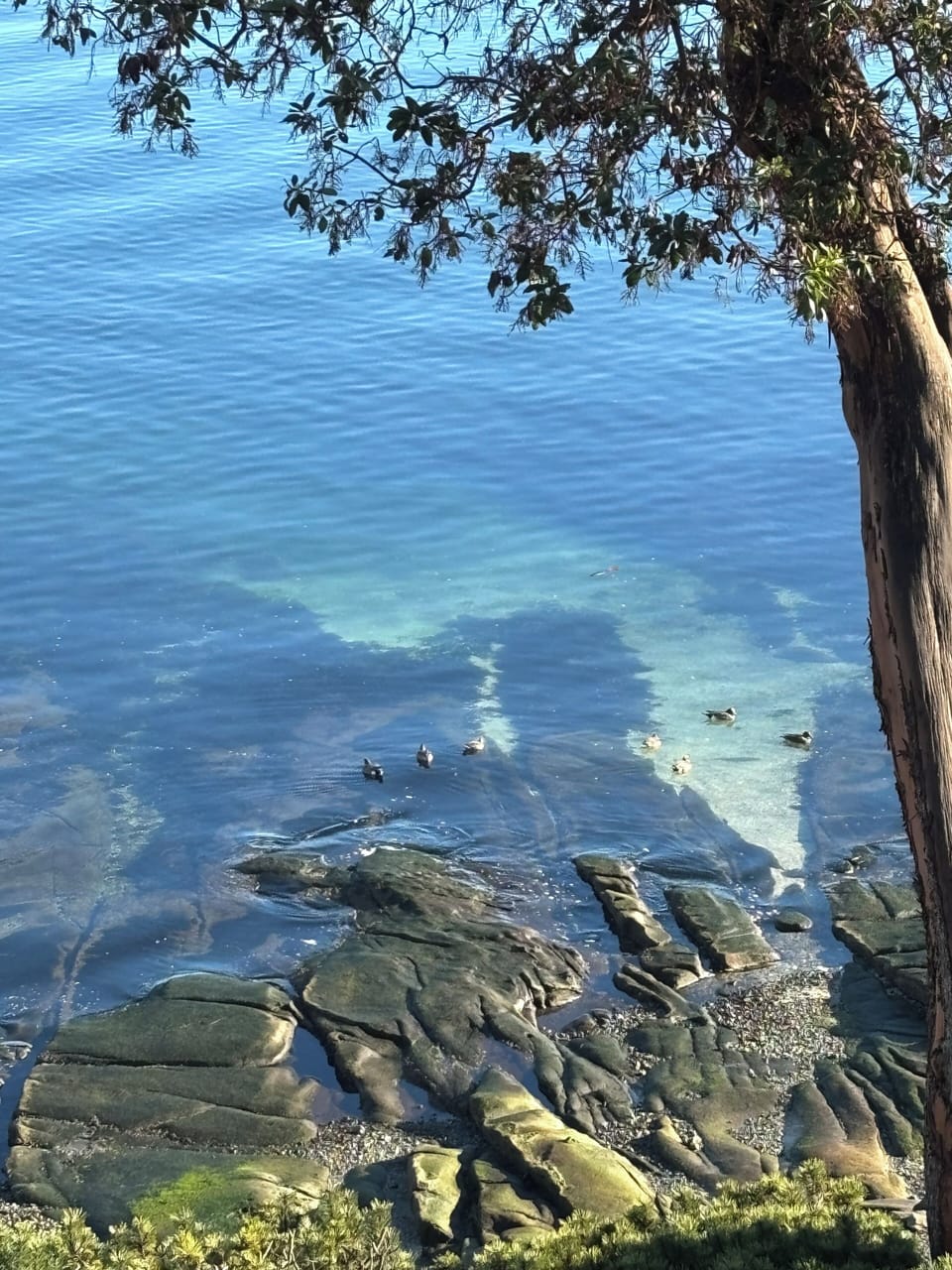 Swim in the clear water