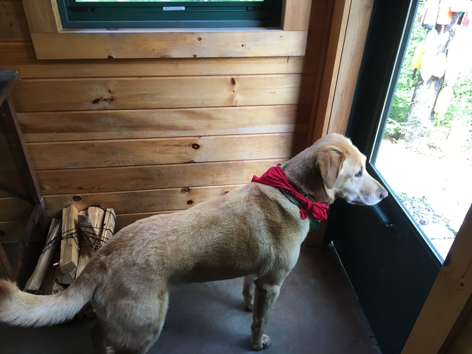 Jackson likes the porch!