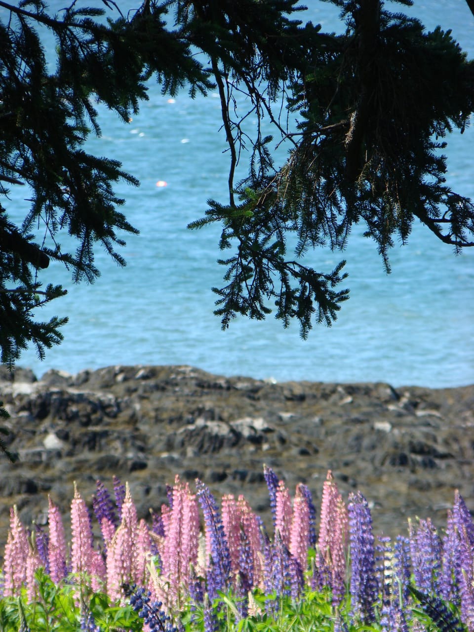  Lupine season is a beautiful time in Maine!
