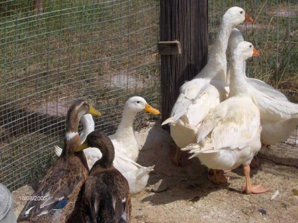 Geese 