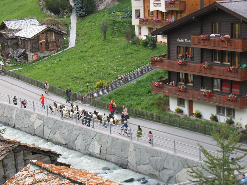 herding goats through the village