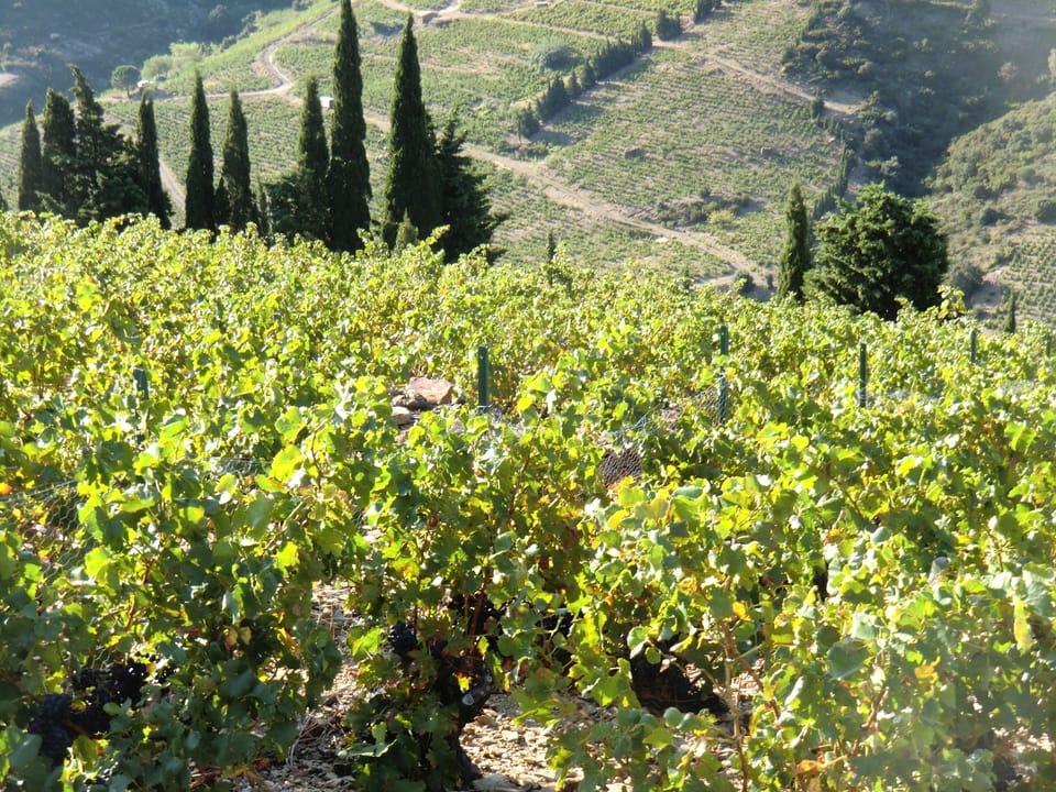 Among the vines above the town
