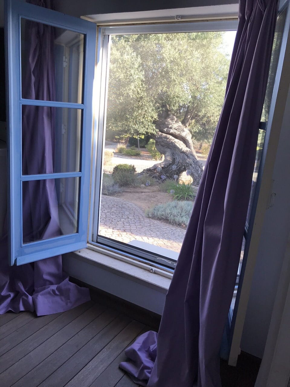 Olive tree view from the master bedroom