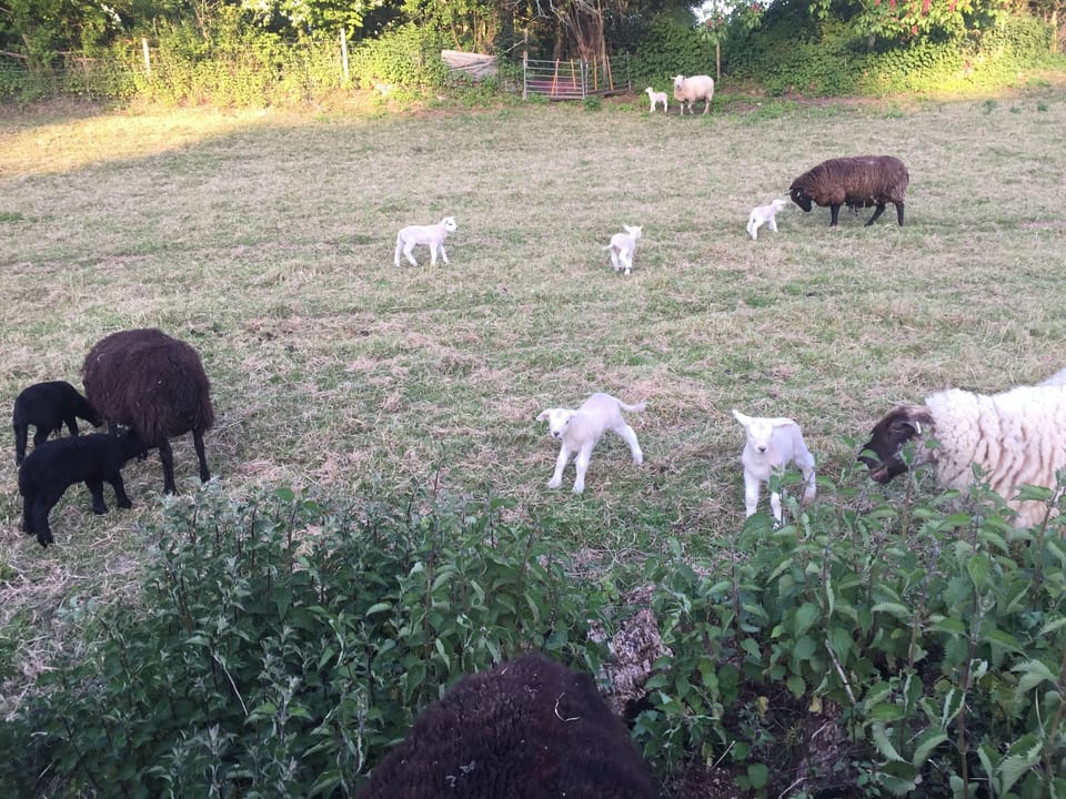 Springtime neighbours!