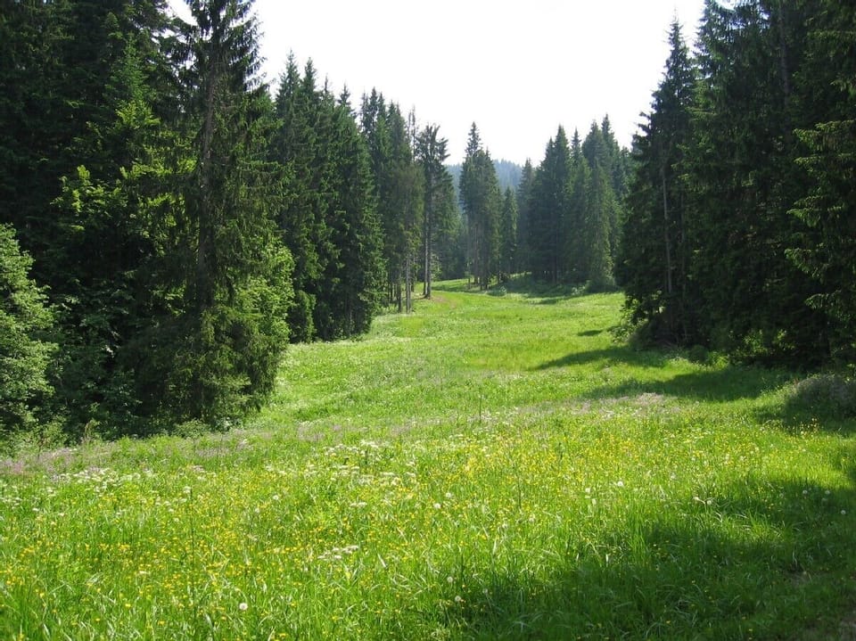 Morillon in summer
