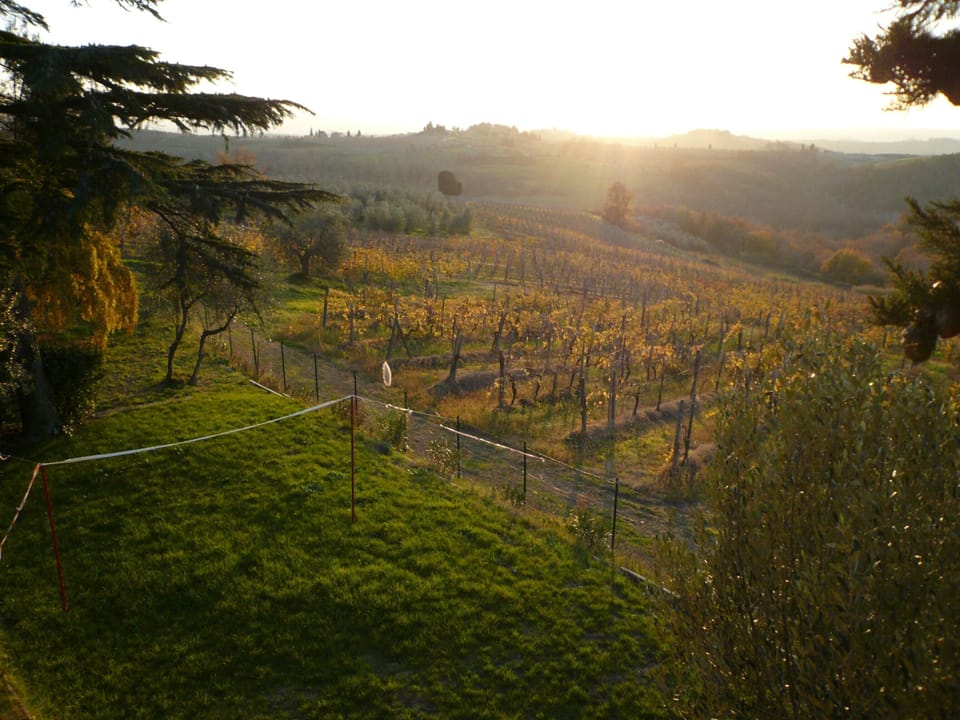 Vineyards & Olive Trees from Pool Terrace