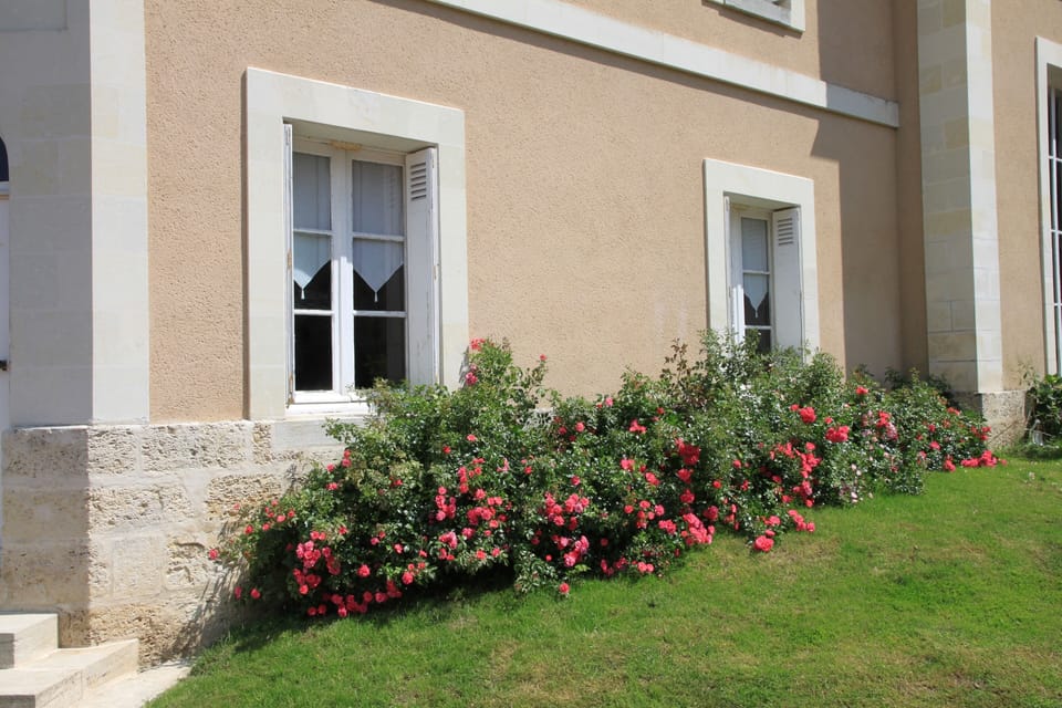 Roses in front of the house