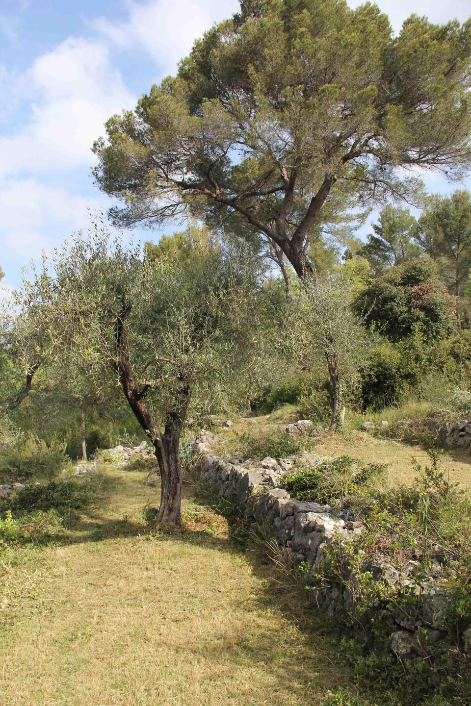 Garden and olive trees
