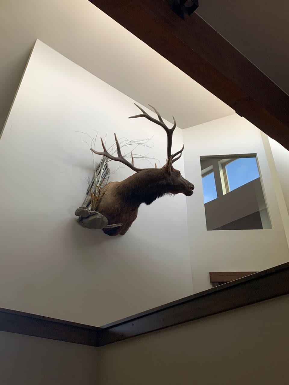 Our mountain elk looking up Peak 8