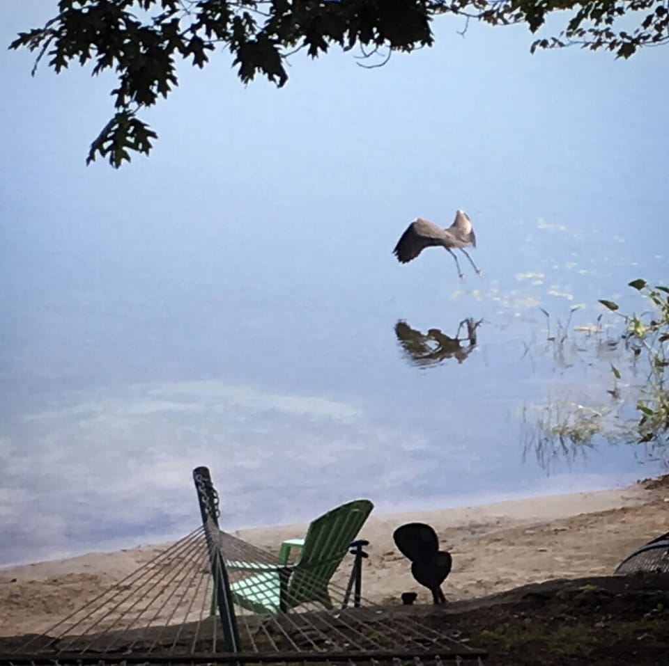Heron landing