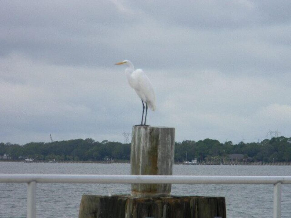 beautiful birds on the bay. Great places for lunch or dinner