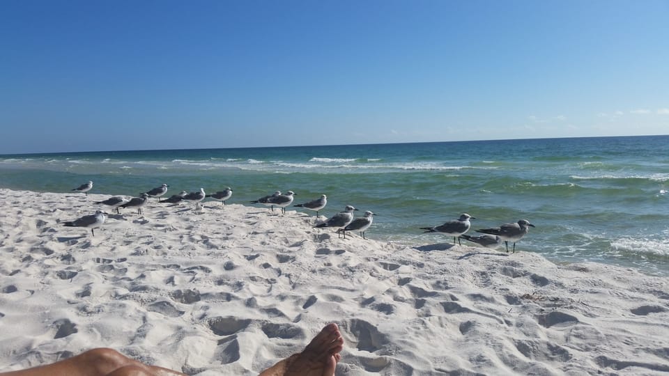 A beautiful day on the beach. The birds watching out for us.