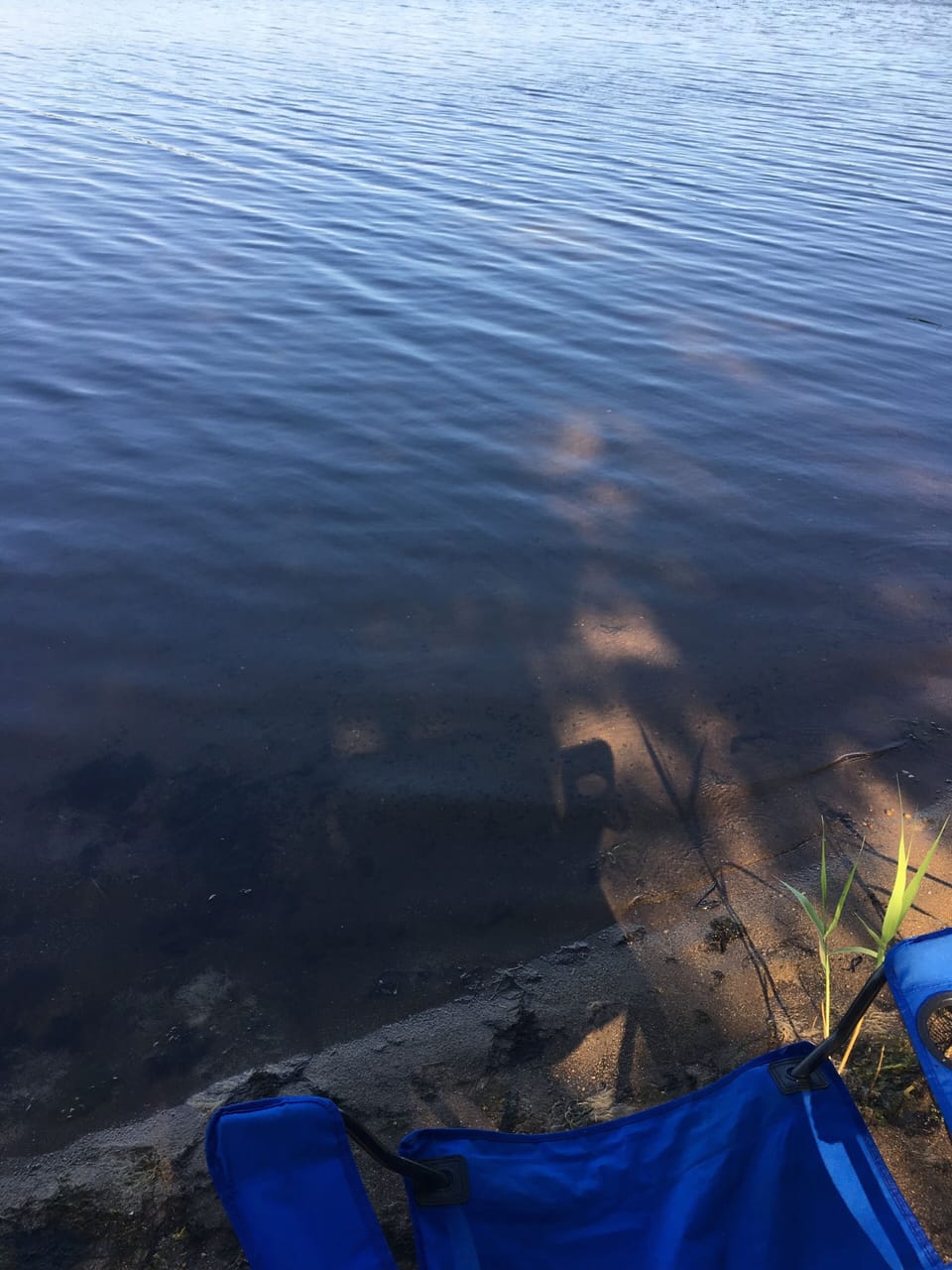 Swan Pond