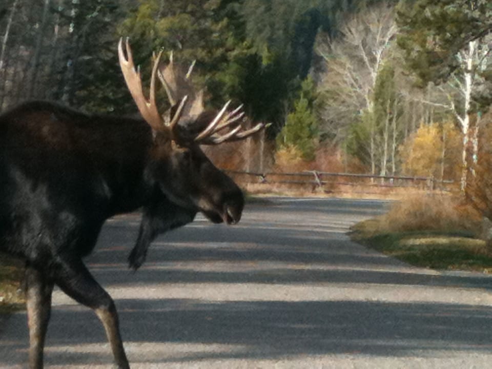 Moose crossing our driveway