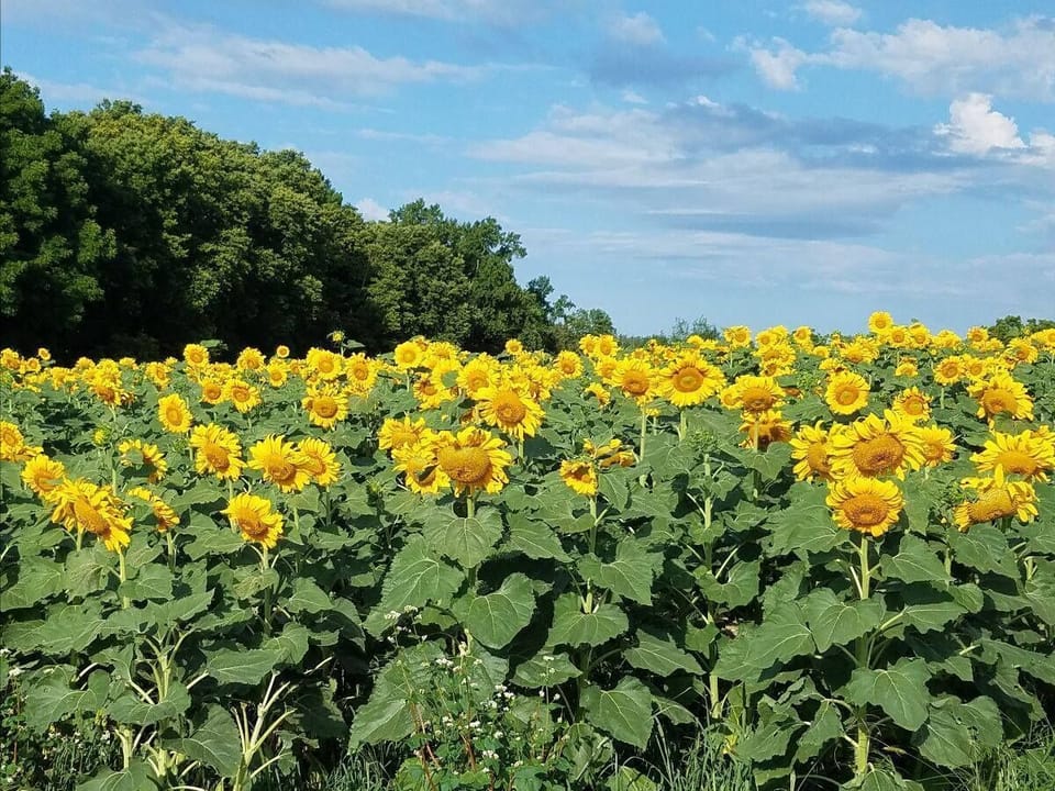 Nearby sunflower farm