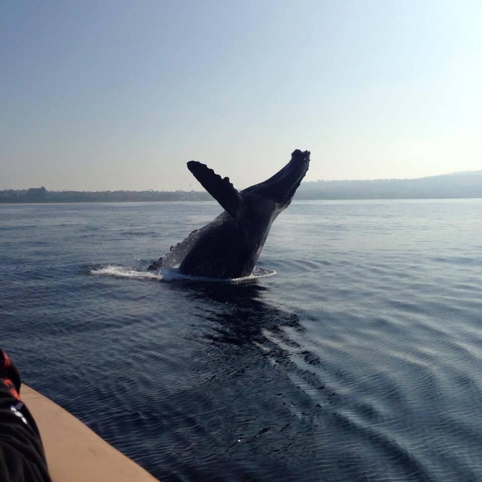 A little whale watching??