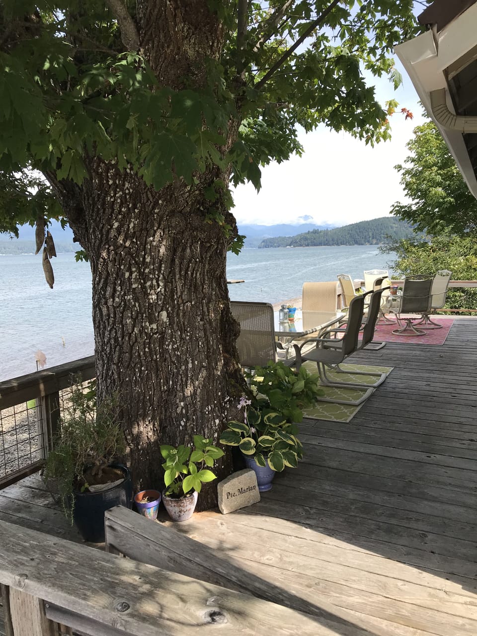 An ancient maple (who's name is Alzina) grows up through the waterside deck.