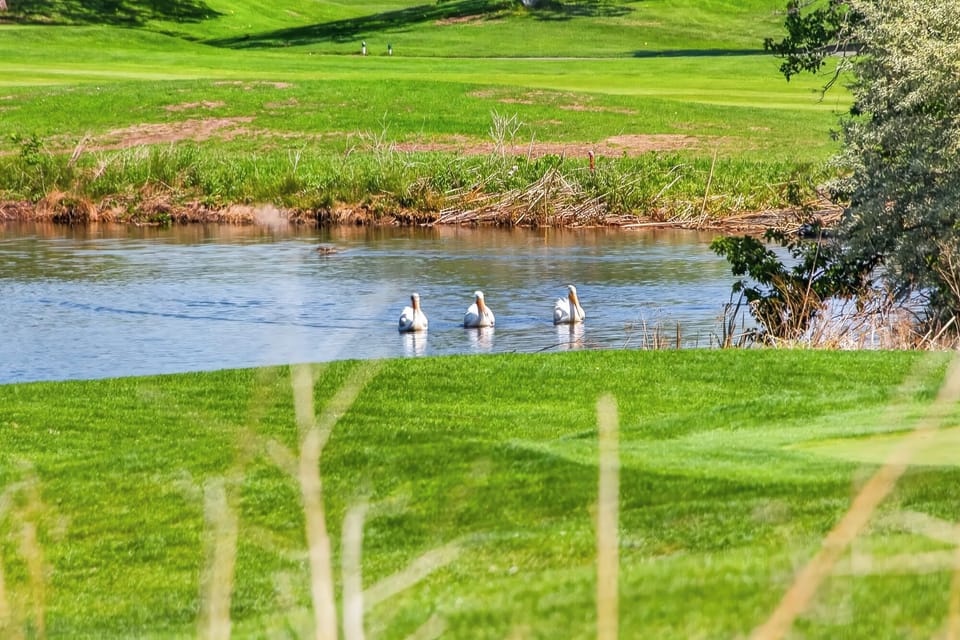 Migrating through and stopped for a swim.