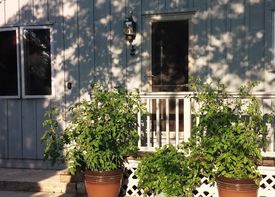 Ripe tomatoes and fresh herbs on the patio
