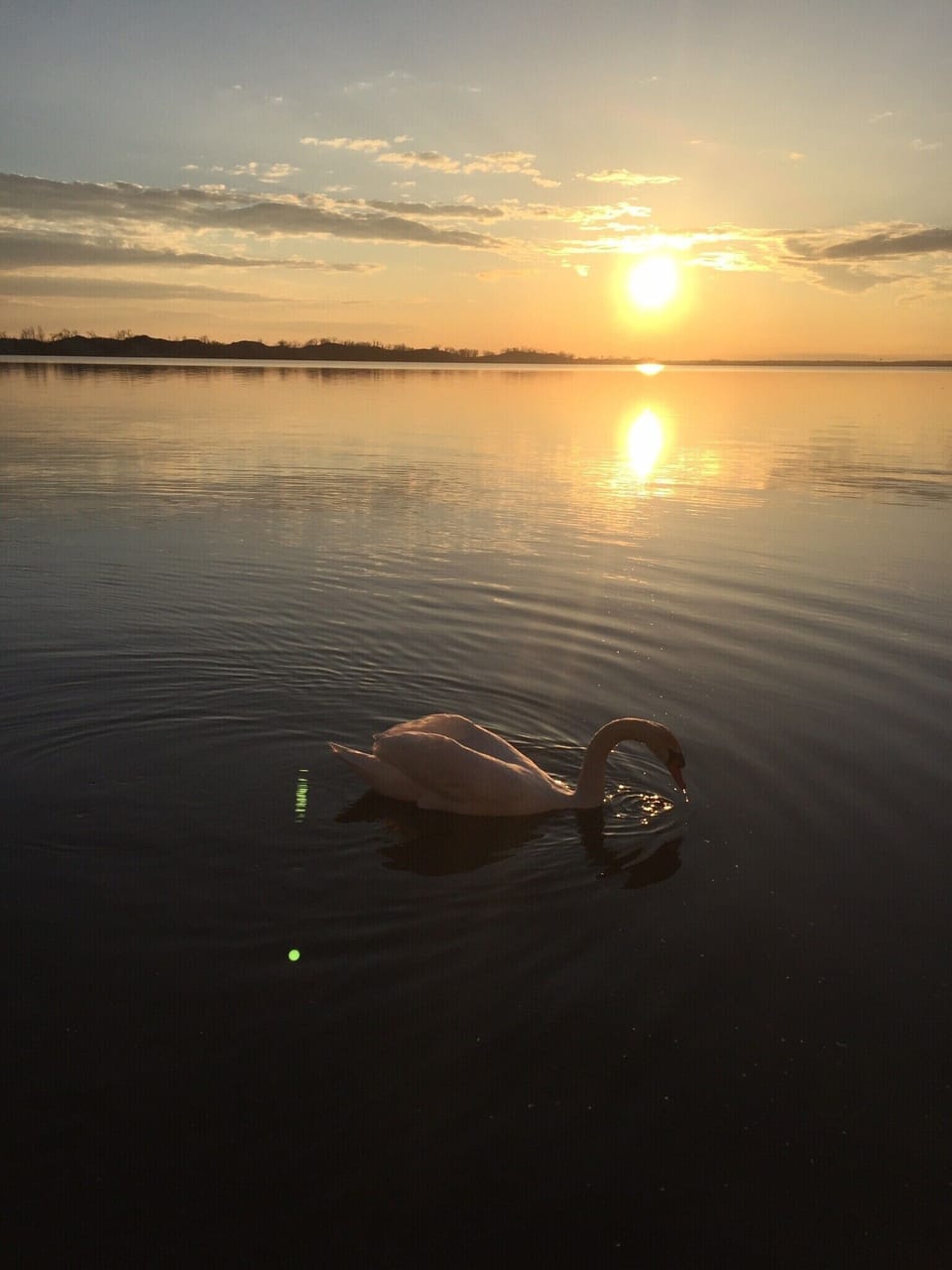 Sunset Swan