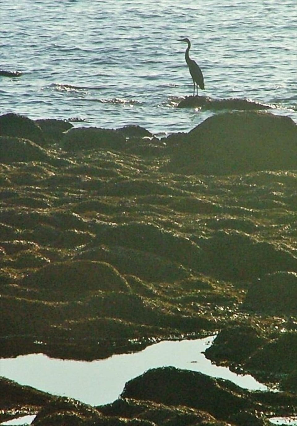 great blue heron fishing for breakfast at the edge of rockweed, very low tide
