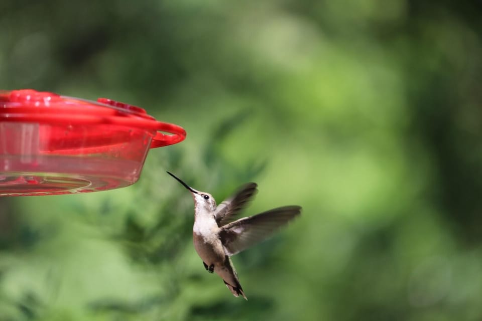 Also keep an eye out for our little flying friends! The're here all year long