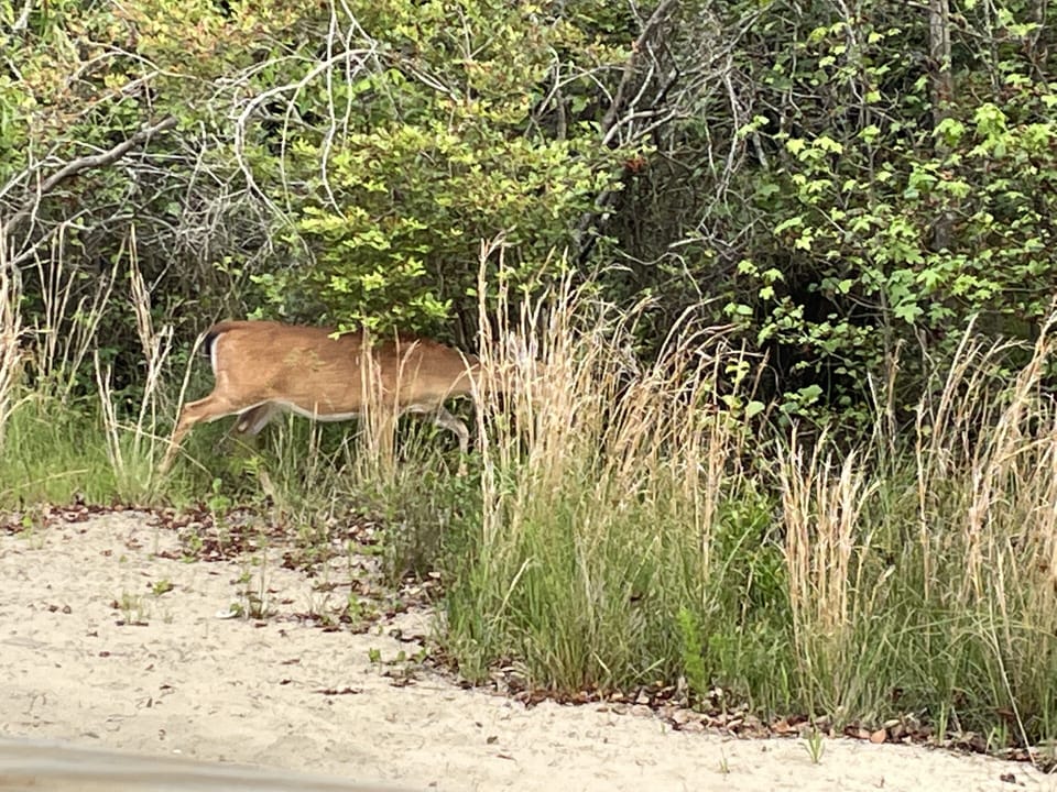 If you hear something in the brush near the corn hole good chance it is a deer. 