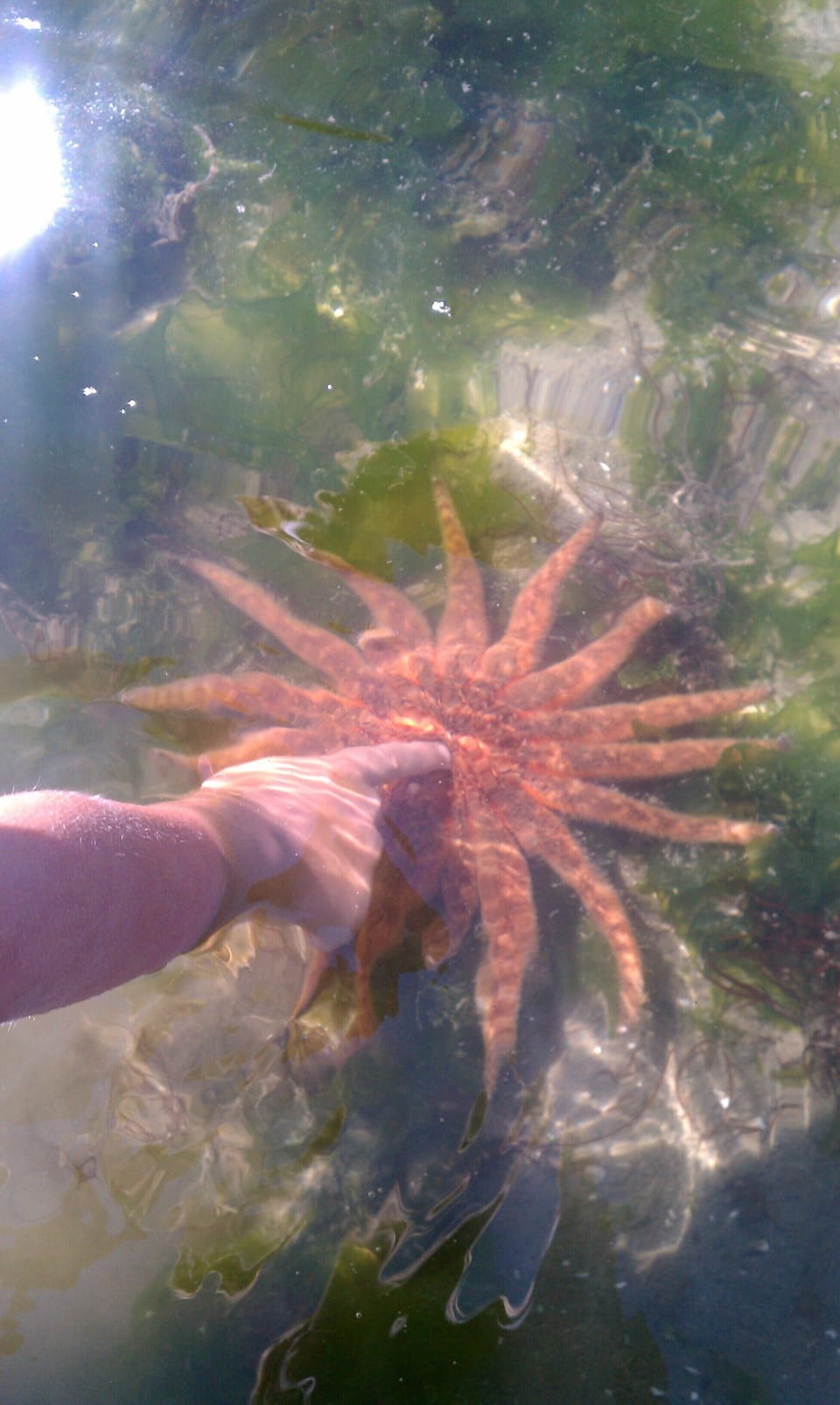 Sun star discovered at low tide.