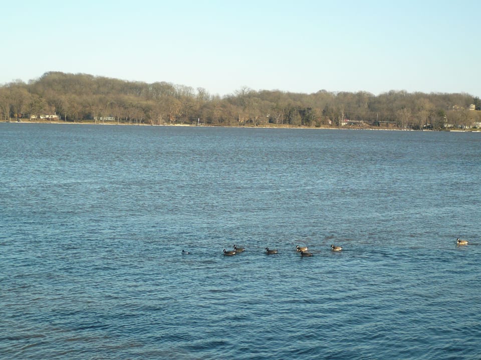 Enjoy watching the wild life right from the back deck. 