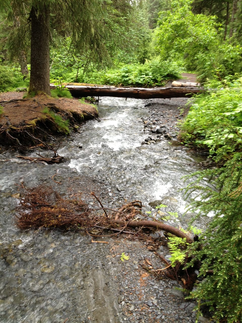 View from the boardwalk on Winner Creek Trail, an easy hike for the whole family