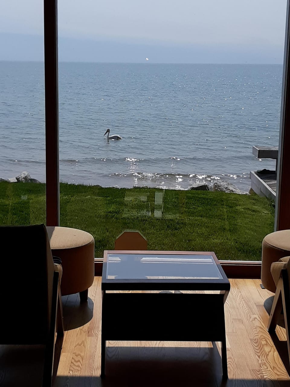 Photo May 2019. Migrating Pellicans. Happens every spring May June.