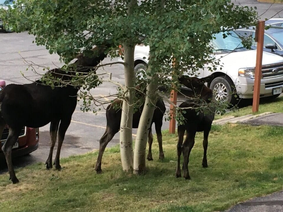 Yes, these guys showed up by the front door.  