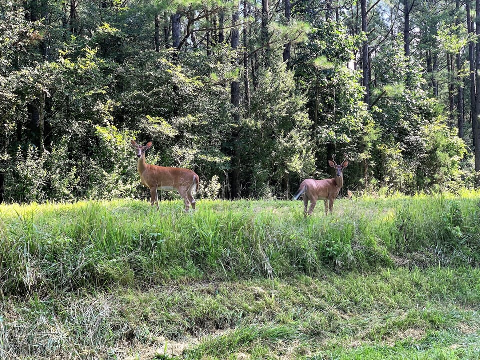 Abundant wildlife. See the does, fawns & bucks as you drive onto the property.