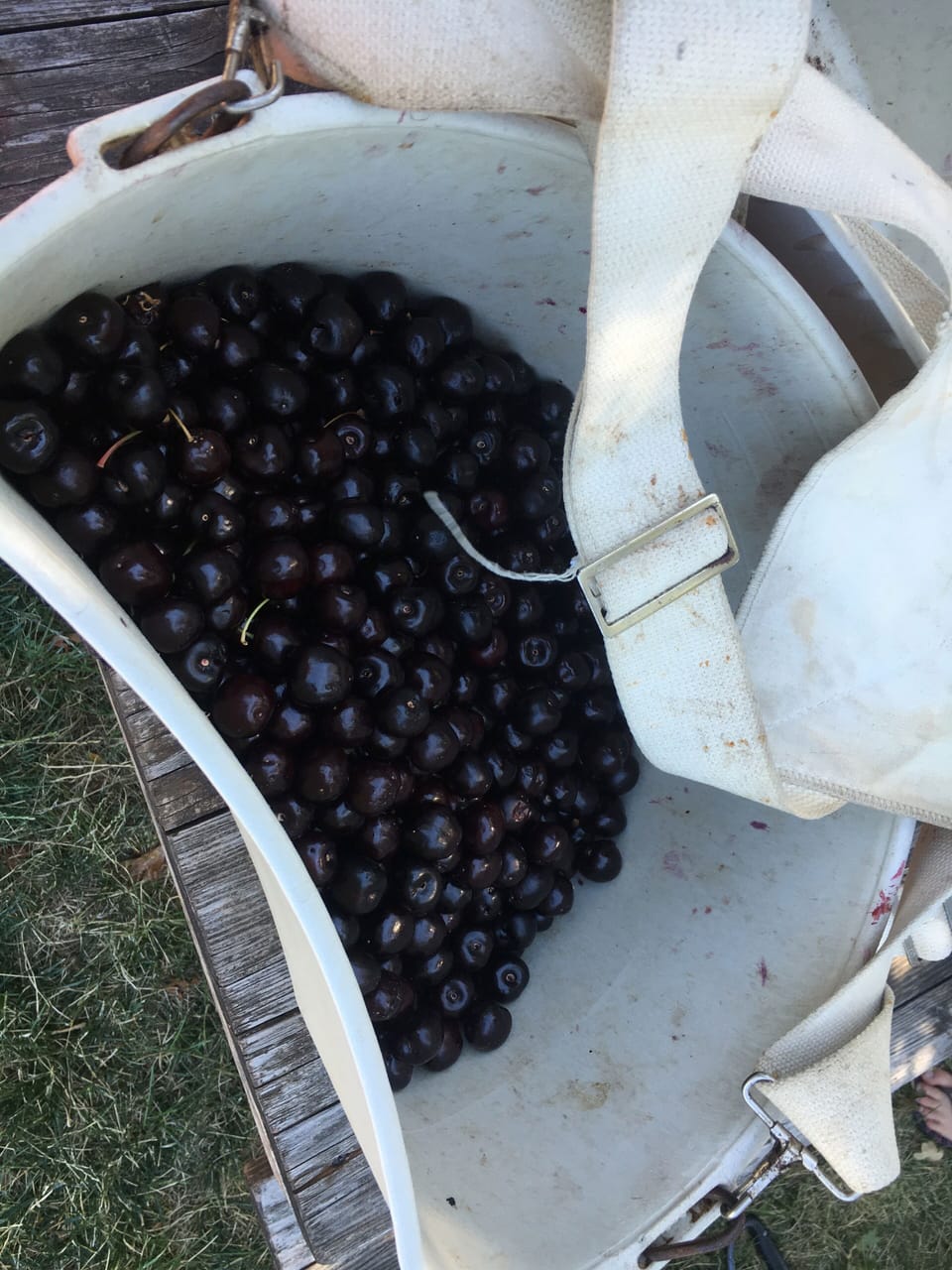 Mosier cherries are the best!  