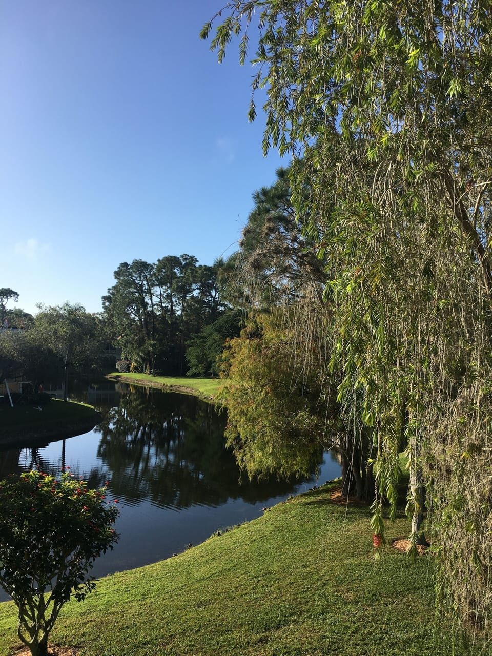 View from Dining area